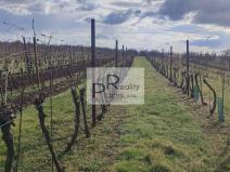 Prodej sadu/vinice, Drnholec, 550 m2