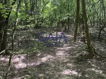 Prodej lesa, Ždánice, 3224 m2