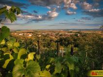 Prodej zahrady, Sivice, 1686 m2