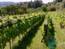 Prodej sadu/vinice, Lhenice, 7971 m2