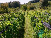 Prodej sadu/vinice, Lhenice, 7971 m2