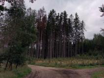 Prodej lesa, Vlčeves, 250236 m2