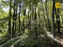 Prodej lesa, Hnojník, 9789 m2