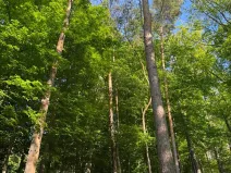 Prodej podílu lesa, Hudlice, 5790 m2