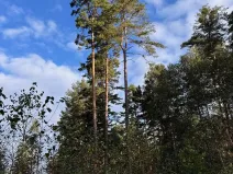 Prodej lesa, Ločenice, 7181 m2