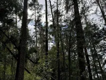 Prodej podílu lesa, Herálec, 1094 m2