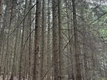 Prodej lesa, Křenovice, 5088 m2