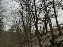 Prodej podílu lesa, Luka, 3584 m2