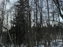 Prodej podílu lesa, Smilovy Hory, 938 m2