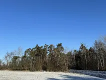 Prodej lesa, Sedlec, 1646 m2