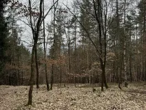 Prodej podílu lesa, Malá Skála, 3582 m2