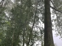 Prodej podílu lesa, Dobruška, 986 m2