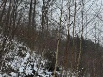 Prodej podílu lesa, Vysoká, 2782 m2