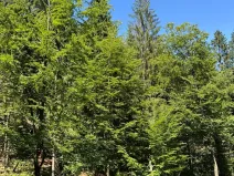 Prodej lesa, Krásná, 3677 m2