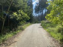 Prodej lesa, Kladruby, 698 m2