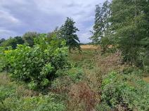 Prodej zahrady, Borek, 3737 m2