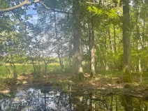 Prodej lesa, Chlum u Třeboně - Žíteč, 360000 m2