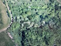 Prodej lesa, Drslavice, 295 m2