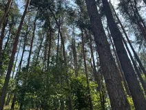 Prodej podílu lesa, Volenice, 3827 m2