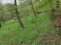 Pronájem zahrady, Kopřivnice, 1184 m2