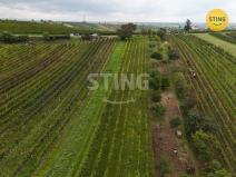 Prodej sadu/vinice, Čejkovice, 2286 m2