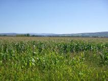 Dražba pozemku pro bydlení, Lipov, 2364 m2