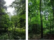 Prodej podílu lesa, Štíty, 11465 m2