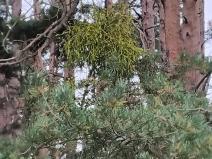 Prodej lesa, Nečín, 14980 m2