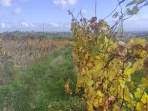 Prodej pozemku, Ořechov, 4846 m2