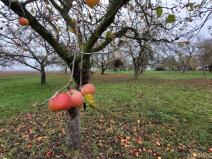 Prodej zahrady, Bochoř, 1909 m2