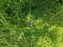 Prodej pozemku pro bydlení, Suchdol, 713 m2