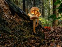 Prodej lesa, Hradiště, 3924 m2