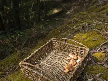 Prodej podílu zahrady, Halenkovice, 1171 m2