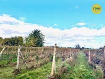 Prodej sadu/vinice, Prušánky, 700 m2