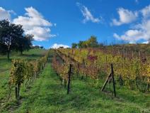 Prodej vinného sklepa, Mutěnice, 120 m2