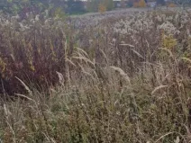 Prodej pole, Dubňany, 2371 m2