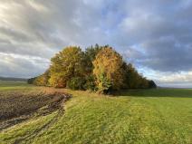 Prodej lesa, Srbice - Těšovice, 1109 m2