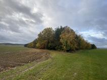 Prodej lesa, Srbice - Těšovice, 1109 m2