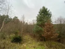 Dražba lesa, Šarovy, 11619 m2