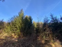 Dražba lesa, Ústí nad Labem, 11769 m2