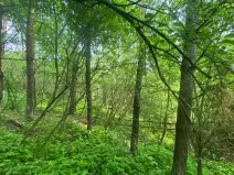 Dražba lesa, Slavičky, 6551 m2