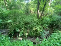 Dražba lesa, Slavičky, 6551 m2