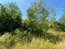 Dražba lesa, Kožichovice, 2269 m2