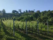 Prodej sadu/vinice, Blučina, 2677 m2