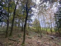Prodej lesa, Srbice - Těšovice, 3279 m2