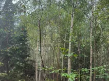 Prodej lesa, Zábrdí, 9676 m2