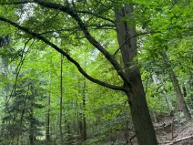 Prodej lesa, Radimovice, 7734 m2