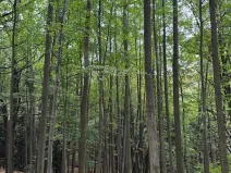 Prodej lesa, Nové Hrady, 5524 m2