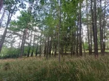 Prodej lesa, Pelhřimov, 1759 m2