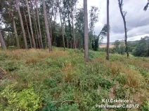 Prodej lesa, Pelhřimov, 1222 m2